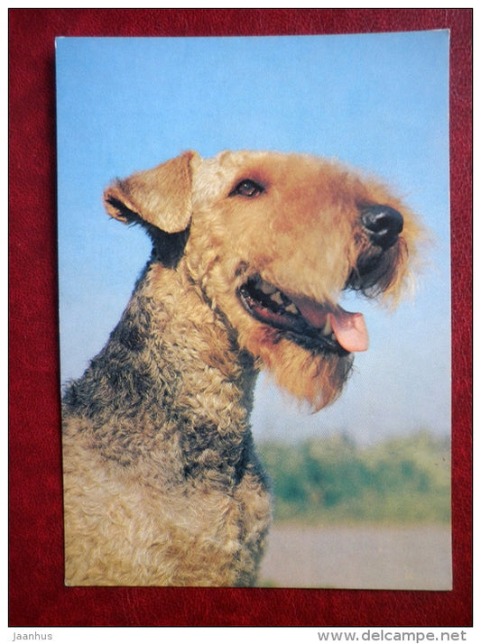 Airedale Terrier - dogs - 1989 - Russia USSR - unused - JH Postcards