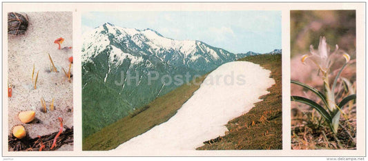 snow plants - mountains - Chatkalsky National Park - 1976 - Uzbekistan USSR - unused - JH Postcards