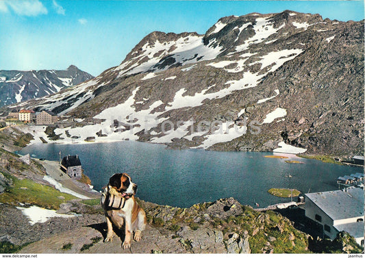 Valle d'Aosta - Valico S Bernardo - Valley of Aosta - St Bernatd dog - Italy - unused - JH Postcards
