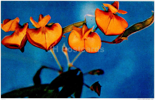 cajanus - flowers - 1974 - Russia USSR - unused - JH Postcards