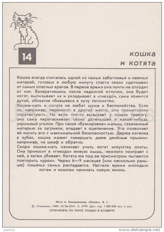 kitten - cat - cats - Russia USSR - 1989 - unused - JH Postcards
