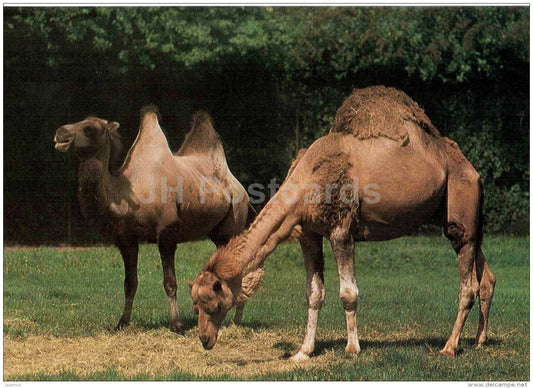 Dromedary - camel - Camelus dromedarius - animal - Zoo Animals - Czehoslovakia - unused - JH Postcards