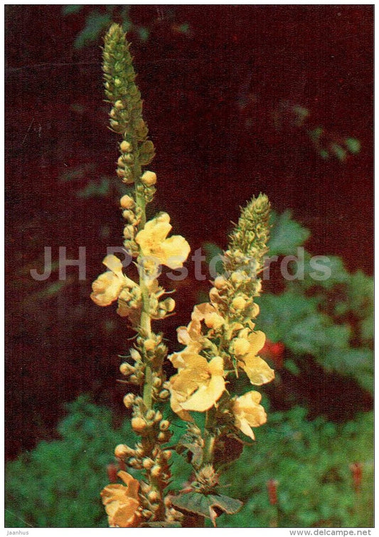 Mullein - Verbascum thapsus - medicinal plants - 1976 - Russia USSR - unused - JH Postcards