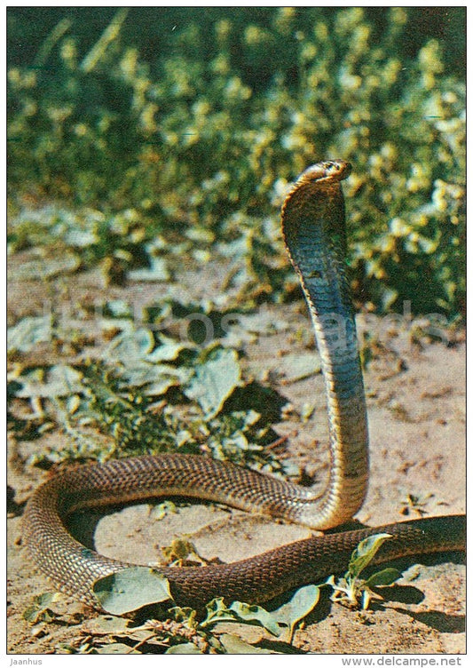 Caspian cobra - Naja oxiana - Moscow Zoo - 1982 - Russia USSR - unused - JH Postcards