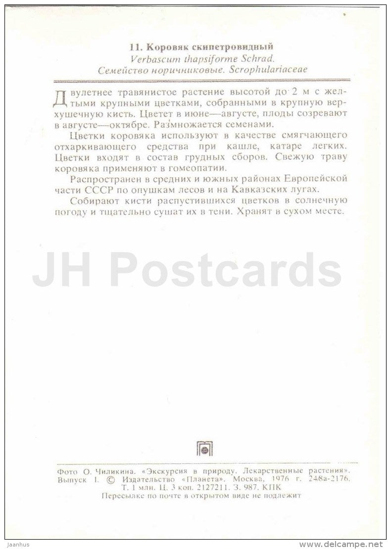 Mullein - Verbascum thapsus - medicinal plants - 1976 - Russia USSR - unused - JH Postcards