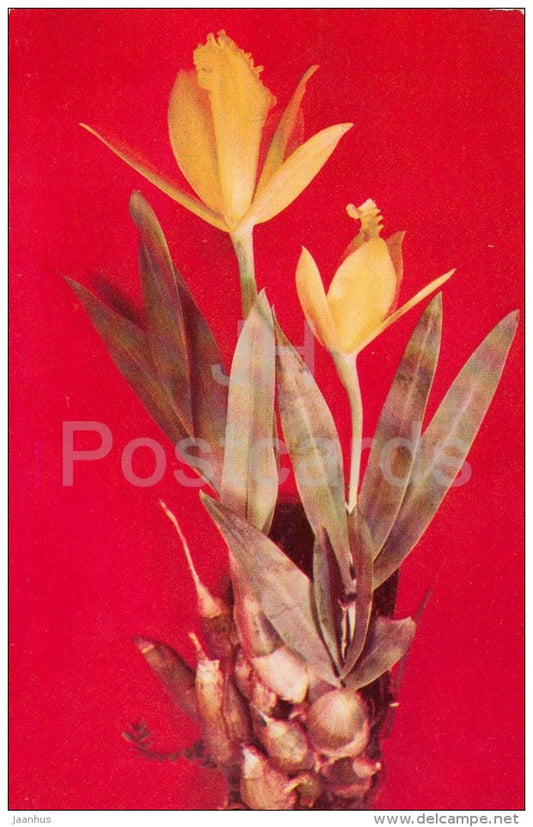 Cattleya citrina - flowers - Orchid - Russia USSR - 1981 - unused - JH Postcards