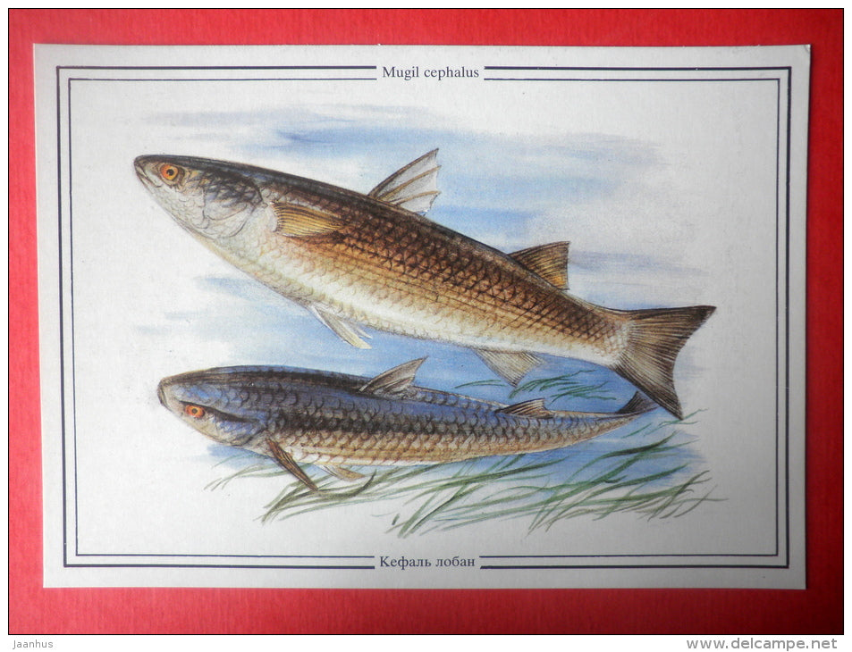 Flathead mullet , Mugil cephalus - fish - Sealife - 1989 - Russia USSR - unused - JH Postcards