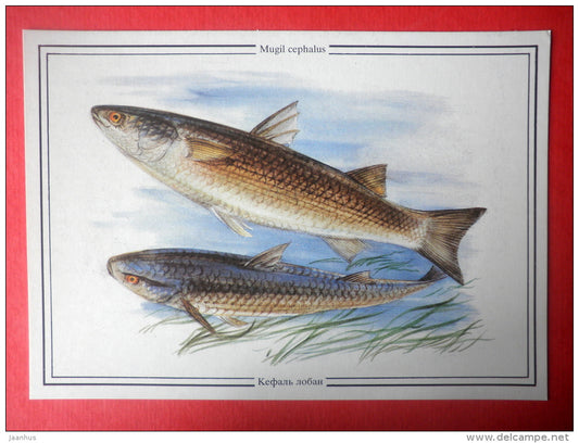 Flathead mullet , Mugil cephalus - fish - Sealife - 1989 - Russia USSR - unused - JH Postcards