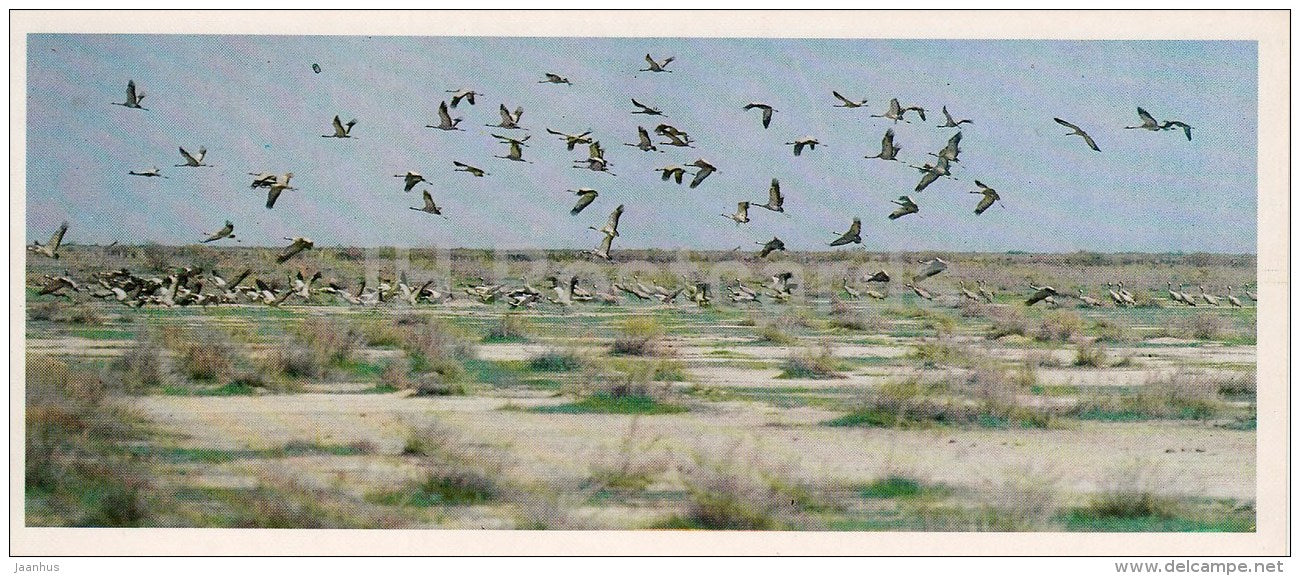 crane-land - Kopet Dagh Nature Reserve - 1985 - Turkmenistan USSR - unused - JH Postcards
