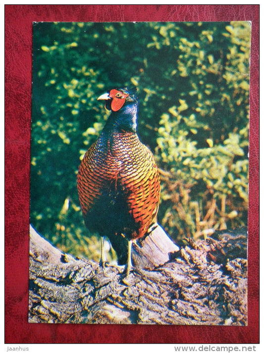 Ring-necked Pheasant - Phasianus colchicus - birds - 1982 - Russia - USSR - used - JH Postcards