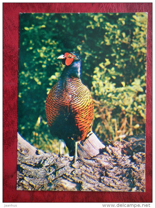 Ring-necked Pheasant - Phasianus colchicus - birds - 1982 - Russia - USSR - used - JH Postcards