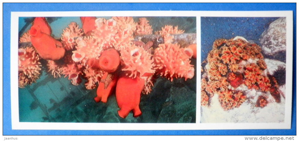 Ascidians , sea squirts - Sea Anemone - Japanese sea - 1977 - Russia USSR - unused - JH Postcards