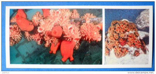 Ascidians , sea squirts - Sea Anemone - Japanese sea - 1977 - Russia USSR - unused - JH Postcards