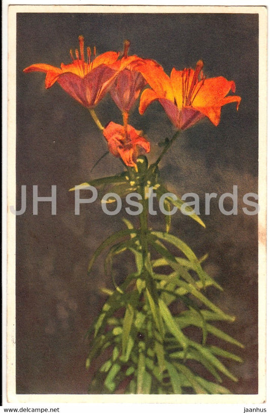 Lilium bulbiferum - Feuerlilie - Orange Lily - flowers - 290 - old postcard - 1936 - Switzerland - used - JH Postcards