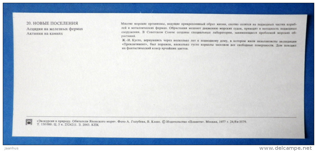 Ascidians , sea squirts - Sea Anemone - Japanese sea - 1977 - Russia USSR - unused - JH Postcards