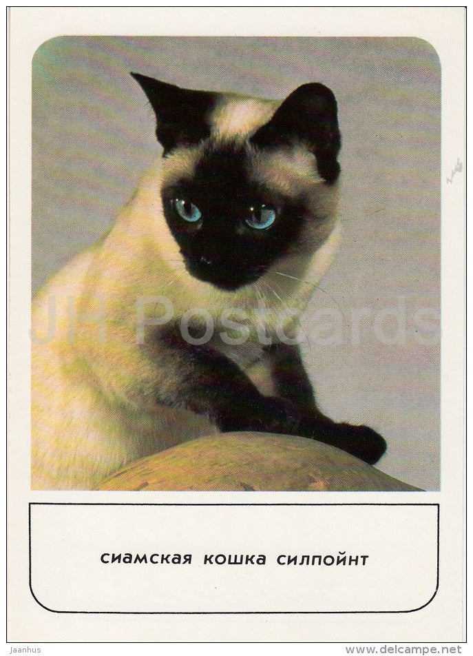 Seal Point Siamese Cat - cats - Russia USSR - 1989 - unused - JH Postcards