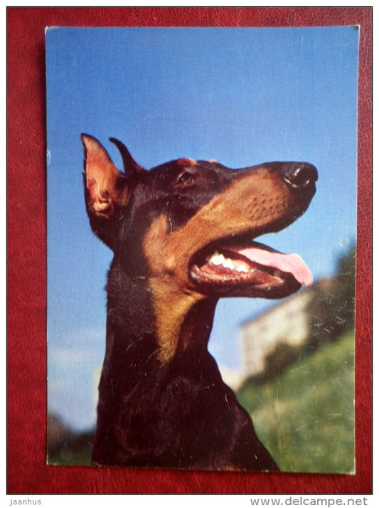 Dobermann - dogs - 1987 - Russia USSR - unused - JH Postcards