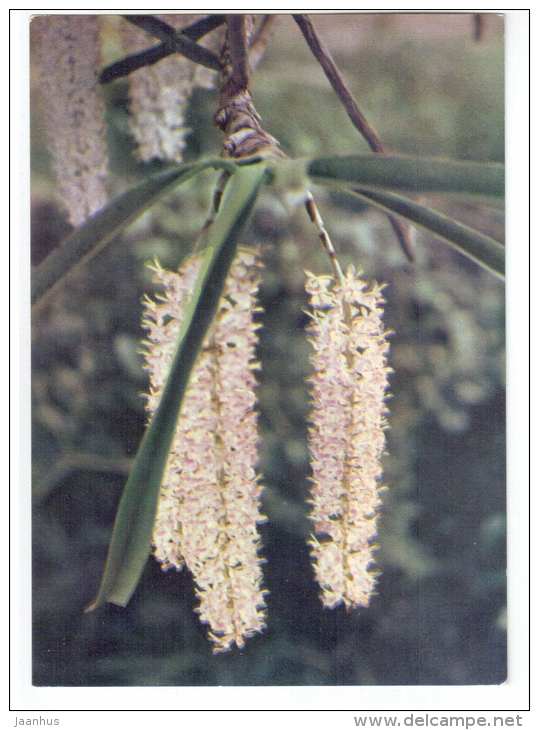 white orchid - flowers - Vietnam - unused - JH Postcards