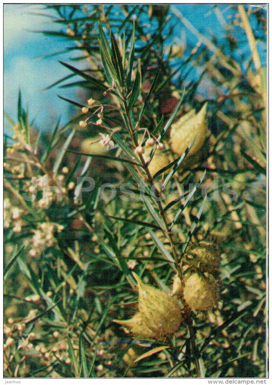 Swan Milkweed - Gomphocarpus fruticosus - medicinal plants - 1976 - Russia USSR - unused - JH Postcards