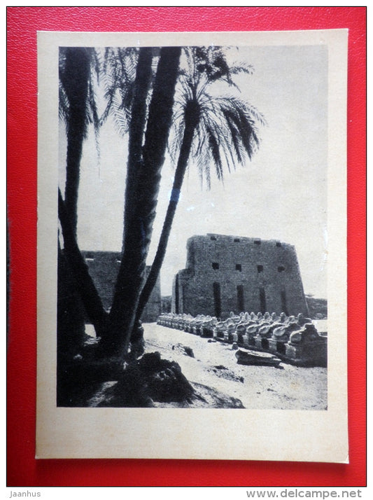 The Avenue of Sphinxes in Karnak , II Millennium BC - Egypt - Architecture of Ancient East - 1964 - Russia USSR - unused - JH Postcards