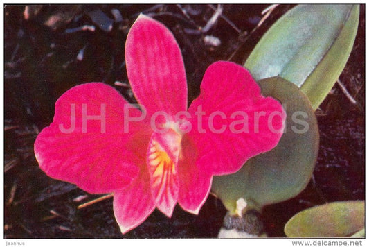 Cattleya coccinea , Sophronitis coccinea - flowers - Orchid - Russia USSR - 1981 - unused - JH Postcards