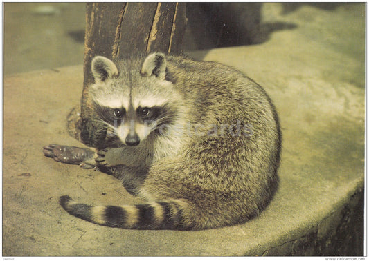 Raccoon - Procyon lotor - animals - Zoo - Czechoslovakia - unused - JH Postcards