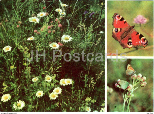 Ox-Eye Daisy - Leucanthemum vulgare - butterfly - plants - 1977 - Estonia USSR - unused - JH Postcards
