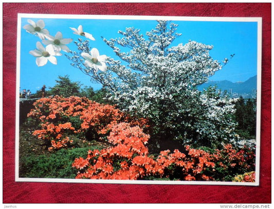 British Columbia`s Dogwood - Canada - unused - JH Postcards