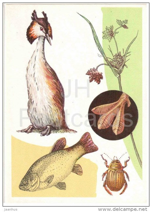 Great crested grebe - Acilius sulcatus , beetle - burbot - 1978 - Russia USSR - unused - JH Postcards