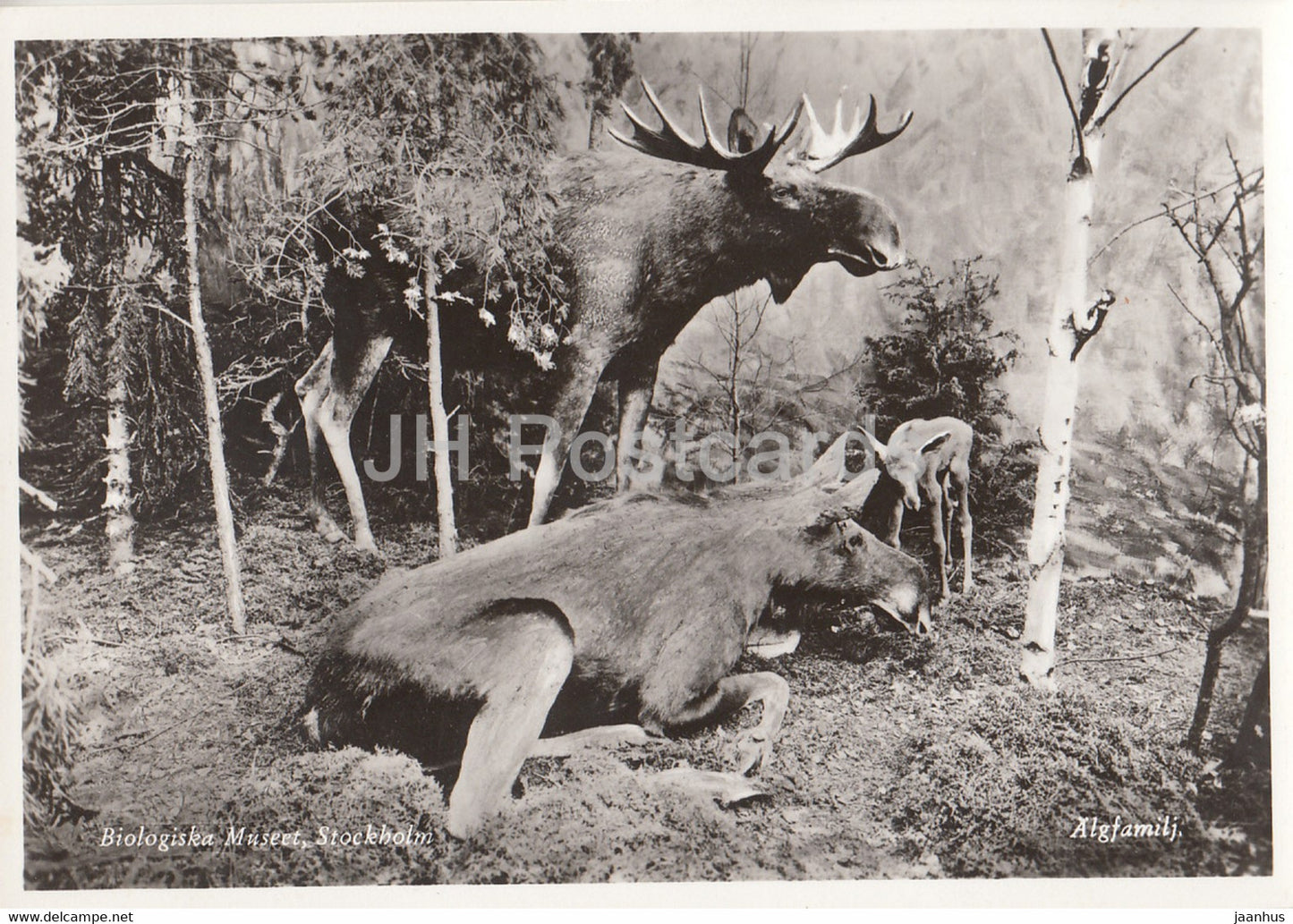 Biologiska Museet - Biological Museum - Moose - Alces alces - animals - Sweden - unused - JH Postcards