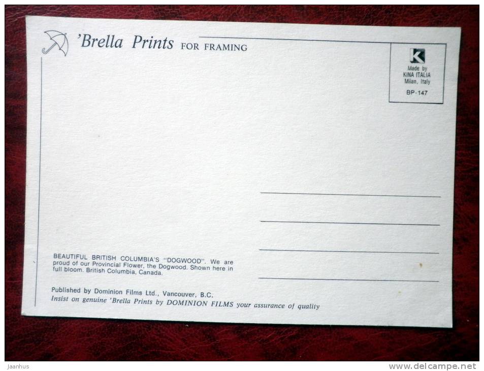 British Columbia`s Dogwood - Canada - unused - JH Postcards