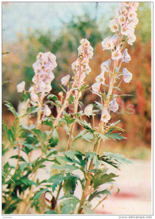 Aconitum karakolicum - medicinal plants - 1976 - Russia USSR - unused - JH Postcards