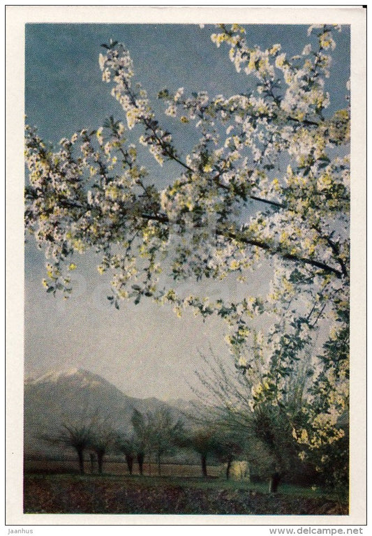 Spring in the Pamirs - 1961 - Tajikistan USSR - unused - JH Postcards