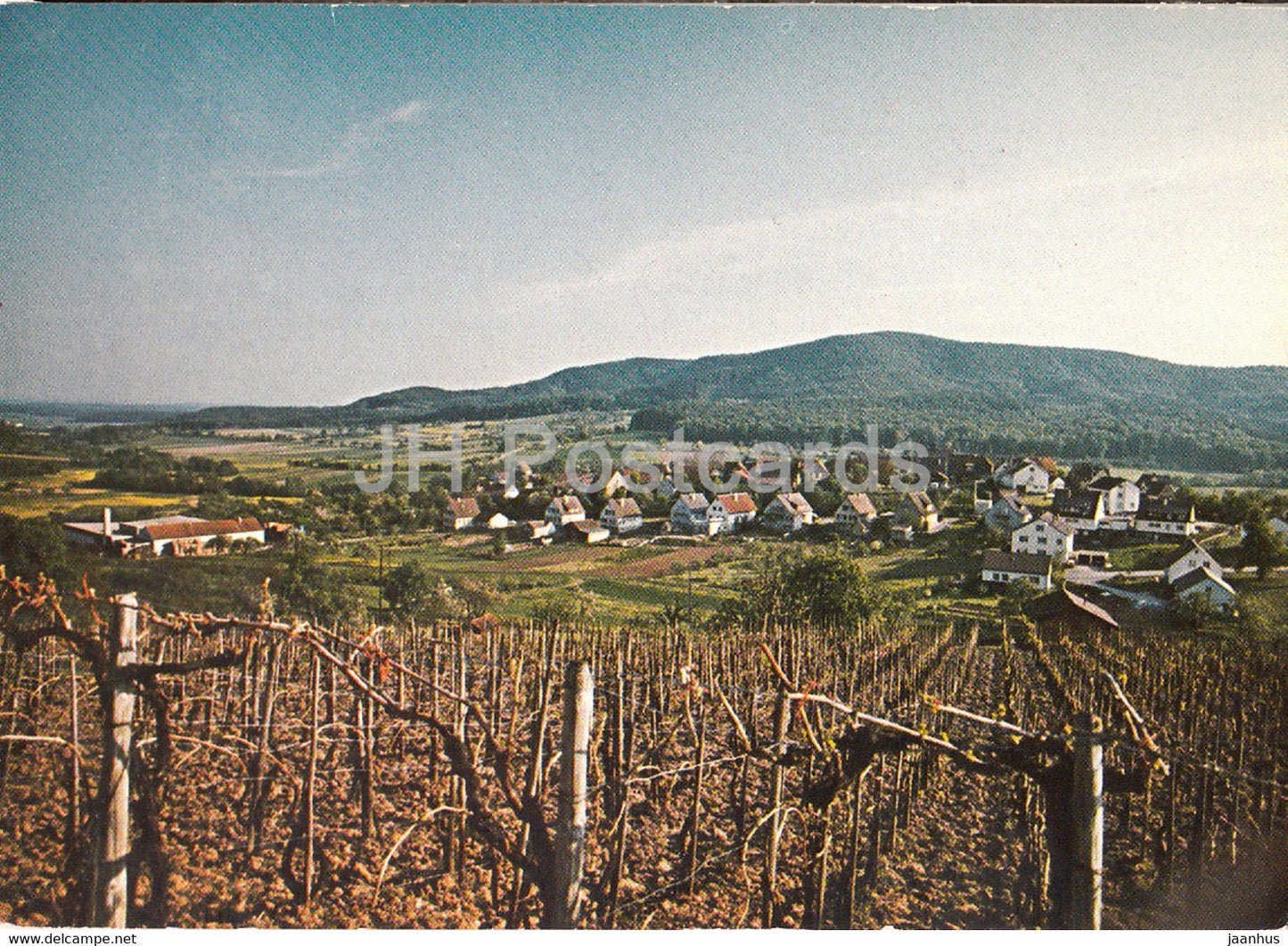 Gasthaus u Metzgerei Zum Ochsen - Weingut - vineyard - Germany - unused - JH Postcards