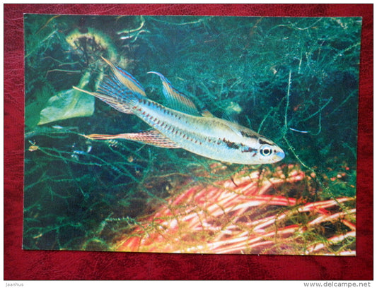 Twostripe lyretail - Aphyosemion bivittatum - aquarium fish - 1980 - Russia USSR - unused - JH Postcards