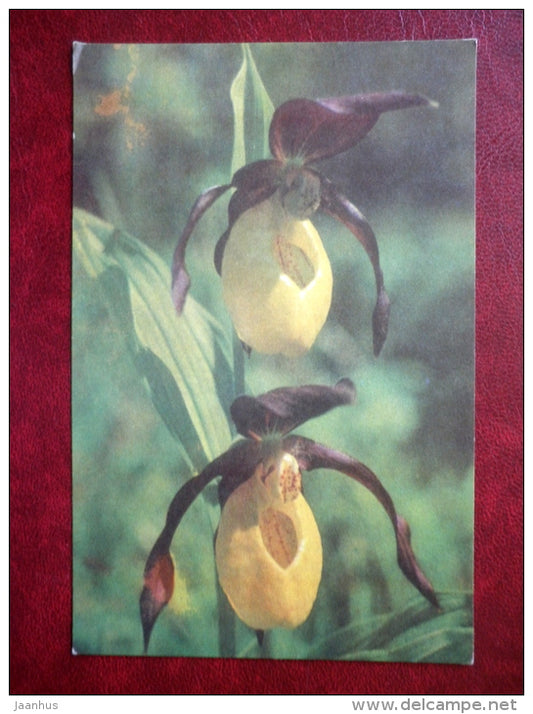 lady´s-slipper orchid - Cypripedium calceolus - flowers - 1975 - Estonia USSR - unused - JH Postcards
