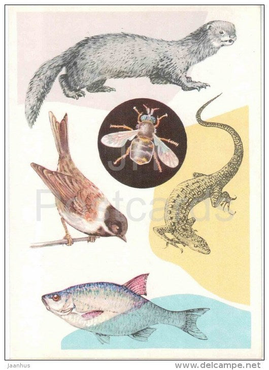 fly - Common reed bunting - Common rudd - Viviparous lizard - European mink - 1978 - Russia USSR - unused - JH Postcards