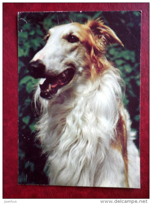 Russian Borzoi - dogs - 1987 - Russia USSR - unused - JH Postcards