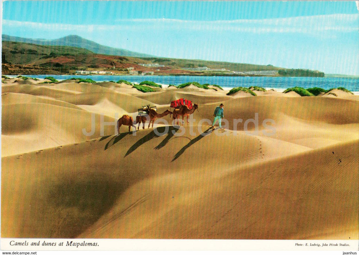 Camels and Dunes at Maspalomas - camel - animals - Gran Canaria - Spain - unused - JH Postcards