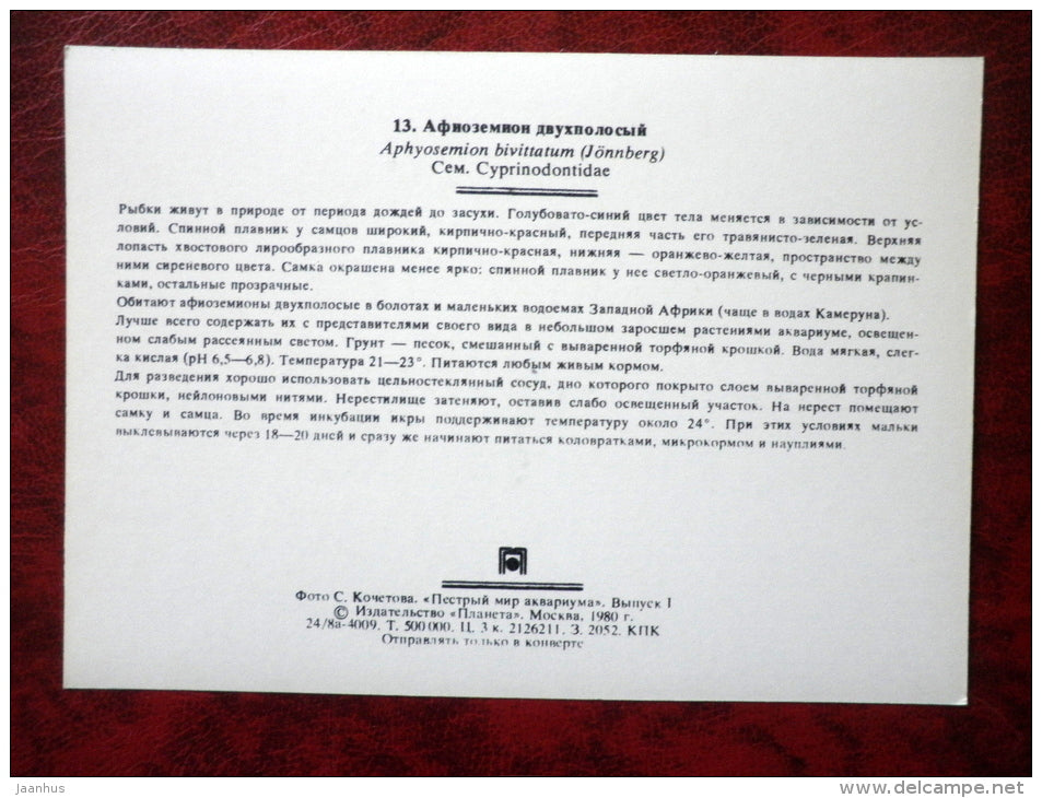 Twostripe lyretail - Aphyosemion bivittatum - aquarium fish - 1980 - Russia USSR - unused - JH Postcards