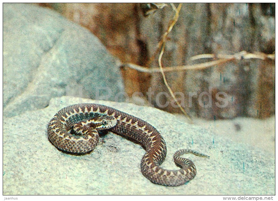 Caucasian viper - Vipera kaznakovi - Moscow Zoo - 1982 - Russia USSR - unused - JH Postcards
