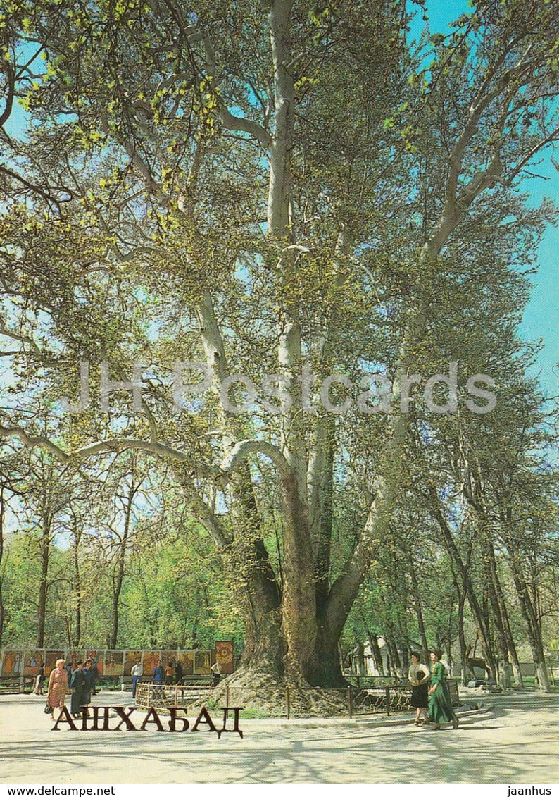 Ashgabat - Ashkhabad - Plane Tree in Firyuza settlement - 1984 - Turkmenistan - unused - JH Postcards