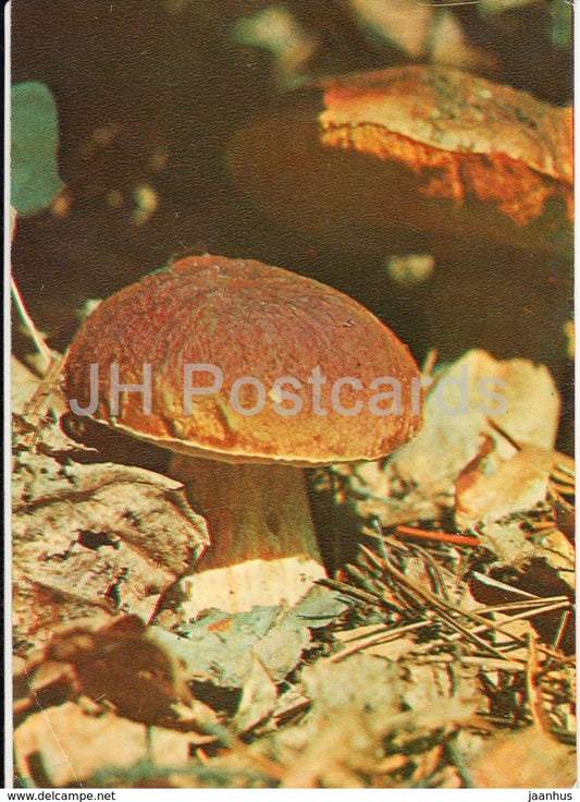 Penny Bun mushroom - Boletus edulis - Mushrooms - 1980 - Russia USSR - unused - JH Postcards