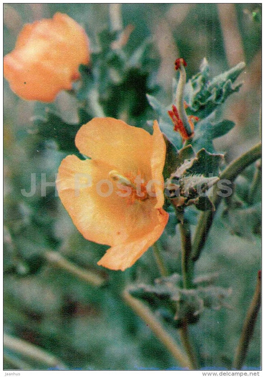 Horned Poppy - Glaucium flavum - medicinal plants - 1976 - Russia USSR - unused - JH Postcards