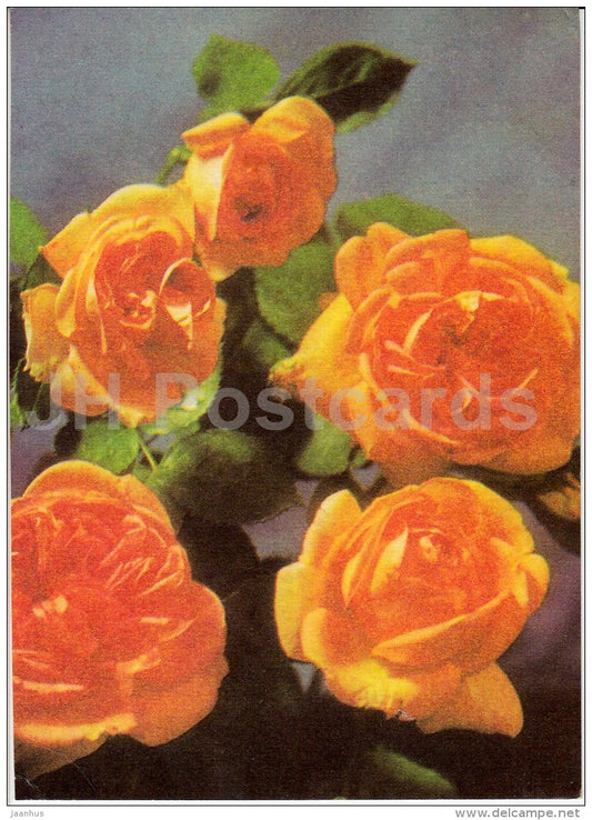 yellow roses - flowers - Estonia USSR - used - JH Postcards