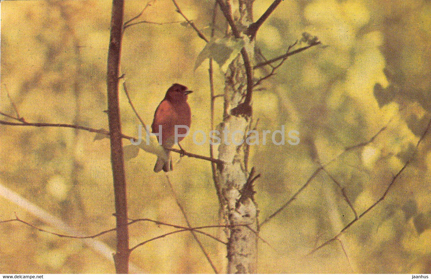 Common chaffinch - Fringilla coelebs - birds - 1968 - Russia USSR - unused - JH Postcards
