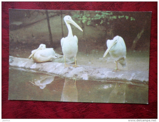Pink Pelican - Riga Zoo - animals - 1980 - Latvia USSR - unused - JH Postcards