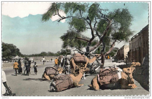 Camels resting at Sheikh Othman Market - A 9 - Aden - old postcard - Yemen - unused - JH Postcards