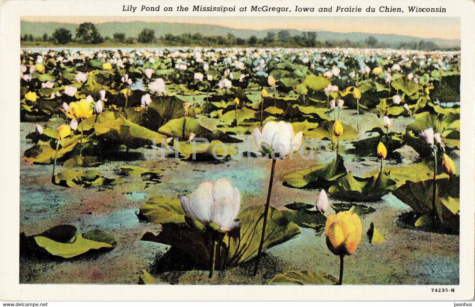 Lily Pond on the Mississippi at McGregor - Iowa and Prairie du Chien - Wisconsin - old postcard - USA - used - JH Postcards