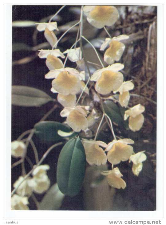 white orchid 1 - flowers - Vietnam - unused - JH Postcards